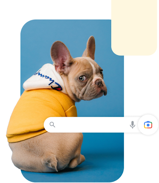image of a dog sitting