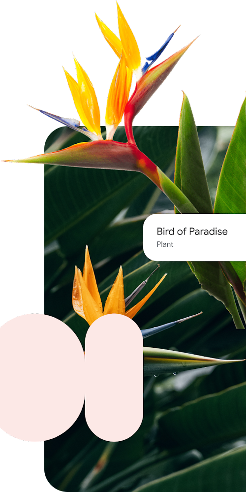 picture of a lily flower